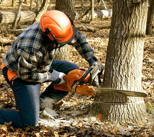 Tree Removal in Telferner, TX